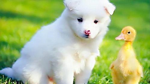 忠犬飞虎,忠诚守护，热血铸就传奇